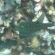 18- Canthigaster mouchete 